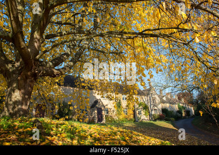 Cotswold cottages and Hornbeam tree in autumn in Broad Campden, Gloucestershire, Cotswolds, England Stock Photo