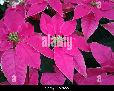 Weihnachtsstern, Botanik;  Euphorbia, Stock Photo