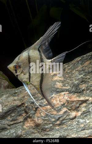 Cichlid fish from genus Pterophyllum in the aquarium Stock Photo