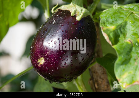 egg plant growing in the garden Stock Photo