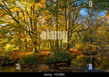 Autumn colours on the River Dove in Beresford Dale near Hartington in the Peak District National Park Stock Photo
