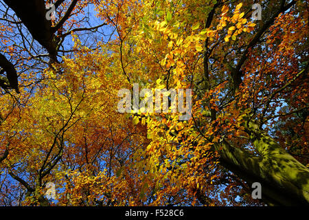 Autumn colours - leaves and blue skies in Beresford Dale near Hartington in The Peak District  National Park,UK Stock Photo