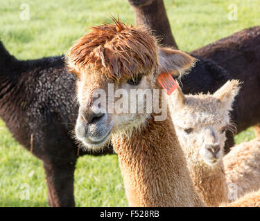 Alpaca On Alpaca farm Located in Australia Stock Photo