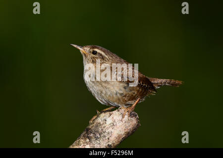 wren Stock Photo