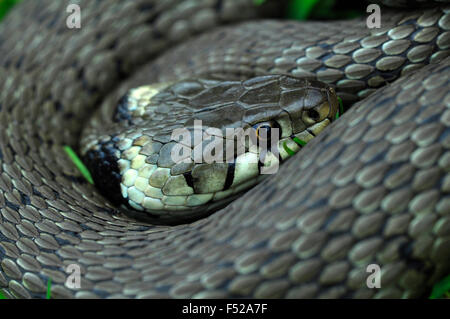 Grass snake curled up but wide awake UK Stock Photo