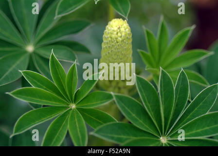 Lupine (Genus lupinus) close-up macro plant Stock Photo