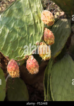Fresh healthy prickly pear fruits on a paddle cactus. Usually known also as fig fruit. Stock Photo