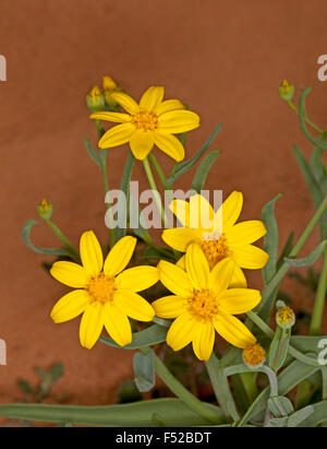 Vivid yellow flowers of Senecio gregorii, annual yellowtop, fleshy groundsel, blooming in outback Australia after rain Stock Photo