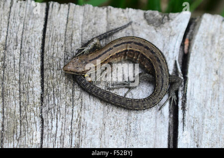 Common lizard Stock Photo