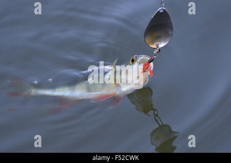 Caught in the spinning perch with a hook in the mouth on the surface of water Stock Photo