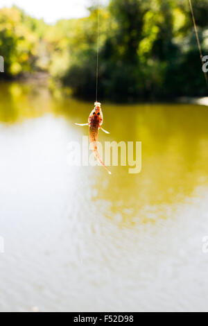 The caught fish on spinning with spoon in his mouth hanging over the water Stock Photo