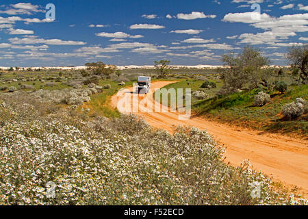 Land Rover motorhome on red dirt road hemmed with wildflowers, Olearia pimeleiodes, white daisies in outback Australia. Stock Photo