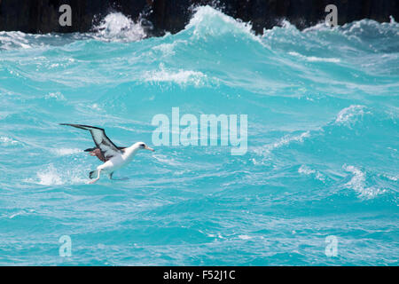 Laysan Albatross (Phoebastria immutabilis) taking off from ocean surface with big waves Stock Photo