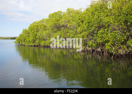 Galapagos Islands forest of Red Mangroves in intertidal zone along the shore of Black Turtle Cove, an estuary on Santa Cruz Island. Rhizophora mangle Stock Photo