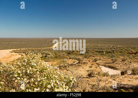 Winding road snaking across dry Lake Mungo with carpet of olive green low vegetation to far horizon under blue sky in outback Australia Stock Photo