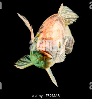 High Quality Shot Of Brown Spotted Tilapia Fish Underwater Studio Aquarium Shot Isolated On Black Stock Photo