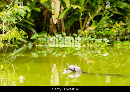 Two small turtles are resting on a partially submerged rock in the center of a calm, greenish pond. The water reflects the surrounding lush vegetation, including broad-leafed plants and banana-like Stock Photo