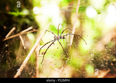 Large Spider In Amazon Rainforest Stock Photo