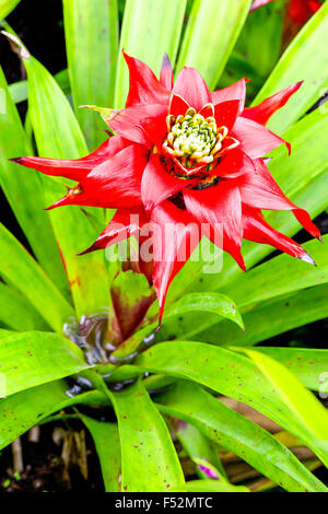 Beautiful Red Guzmania Lingulata Wide Open From Bromeliaceae Family Shot Into The Deep Ecuadorian Jungle Stock Photo