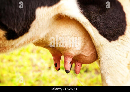Fat Cow Udder Close Up Food Background Stock Photo