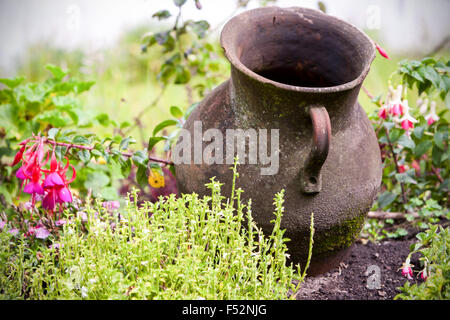 An old, weathered terracotta jug with a handle sits in a garden bed surrounded by green foliage and blooming fuchsia flowers. The jug is covered in patches of moss and shows signs of age and outdoor Stock Photo