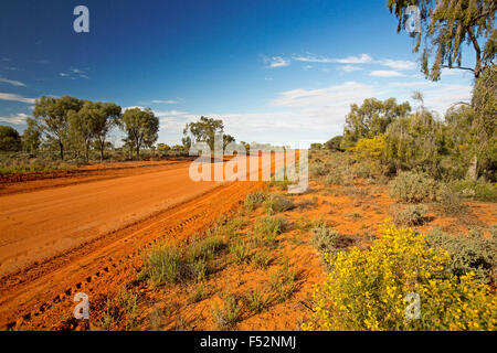 Long red sandy road slicing through Australian outback landscape with trees & golden wildflowers to distance horizon under blue sky Stock Photo
