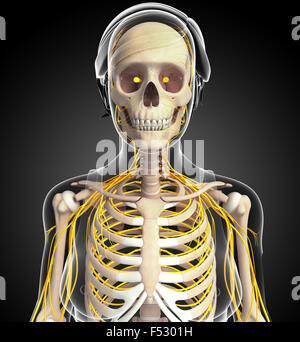 Illustration of female ribcage with nervous system Stock Photo