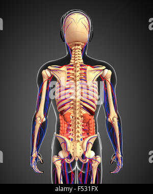 Illustration of male skeletal, digestive and circulatory system Stock Photo