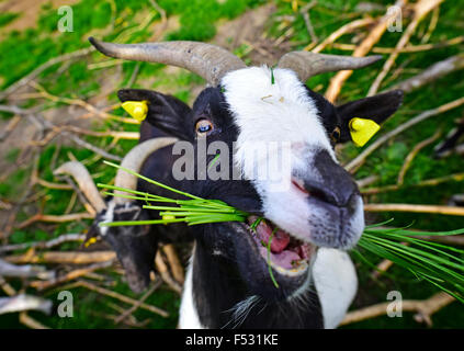 Goat eating grass Stock Photo