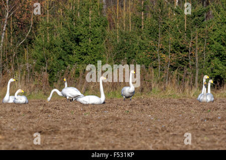 Whooper swans (Cygnus cygnus) feeding and having rest during their transmigration through Estonia. Stock Photo