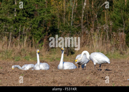 Whooper swans (Cygnus cygnus) feeding and having rest during their transmigration through Estonia. Stock Photo