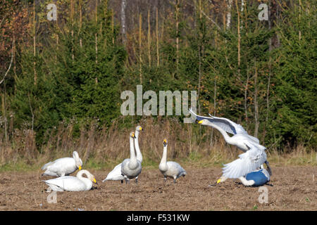 Whooper swans (Cygnus cygnus) feeding and having rest during their transmigration through Estonia. Stock Photo