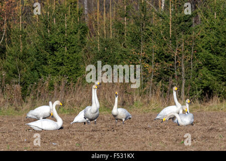 Whooper swans (Cygnus cygnus) feeding and having rest during their transmigration through Estonia. Stock Photo