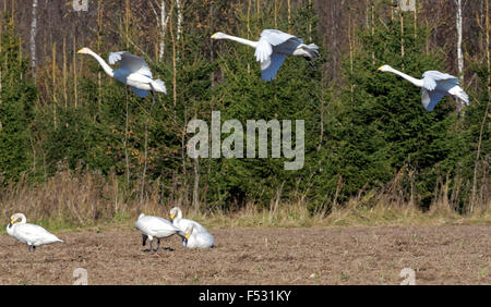 Whooper swans (Cygnus cygnus) feeding and having rest during their transmigration through Estonia. Stock Photo