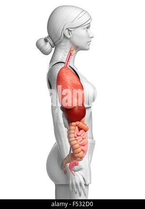 3d rendered illustration of digestive system artwork Stock Photo