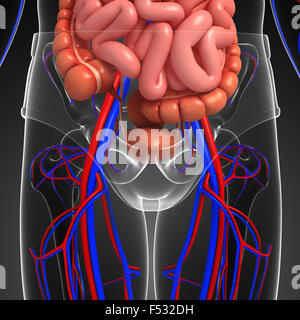 Digestive and circulatory system of male body artwork Stock Photo