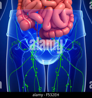Illustration of human body lymphatic and digestive system artwork Stock Photo