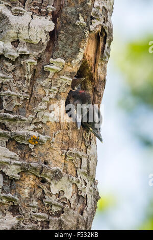 Northern flicker nestlings Stock Photo