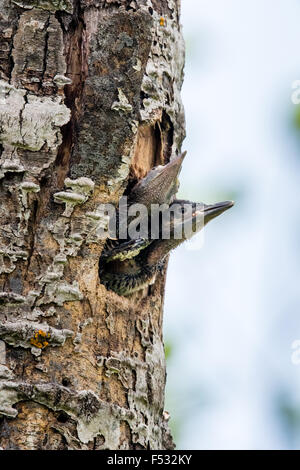 Northern flicker nestlings Stock Photo