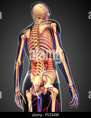 Illustration of male skeletal, digestive and circulatory system Stock Photo