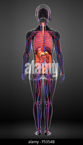 Digestive and circulatory system of female body artwork Stock Photo