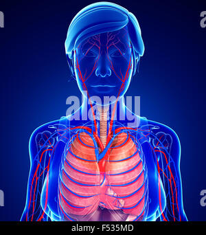 Illustration of female respiratory and circulatory system Stock Photo