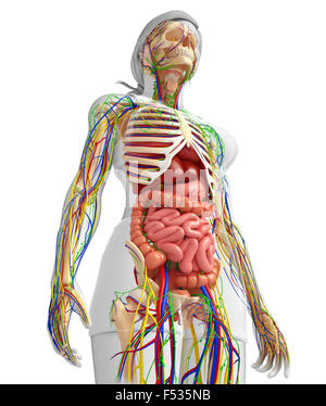 illustration of Lymphatic, skeletal, nervous and circulatory system of ...