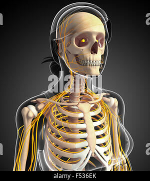 Illustration of female ribcage with nervous system Stock Photo