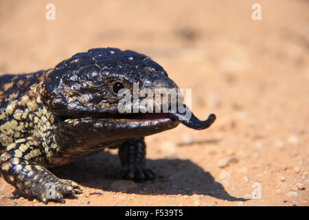 Shingleback ,Stump-tailed skink (Trachydosaurus rugosus) in Australia Stock Photo