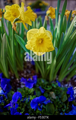Spring in New York City, USA. Violets and daffodils on nature background in the sunlight Stock Photo