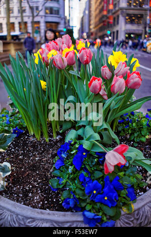 Beautiful tulips, daffodils and violets in the flower bed in the street of New York City, USA Stock Photo