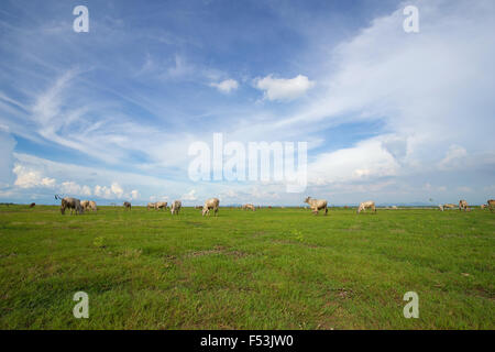 Cow eating grass  in the grass field Stock Photo