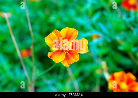 MARIGOLD Stock Photo