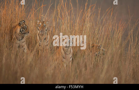 Four sisters of Telia lake in Tadoba Andhari Tiger Reserve on winter morning in tall grass with golden sunlight. Stock Photo